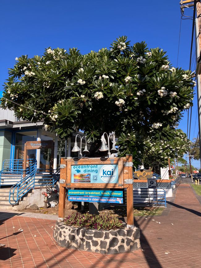 Plumeria tree, all over the island which is lush green on the rainy side and pretty scarce where Lava flew…