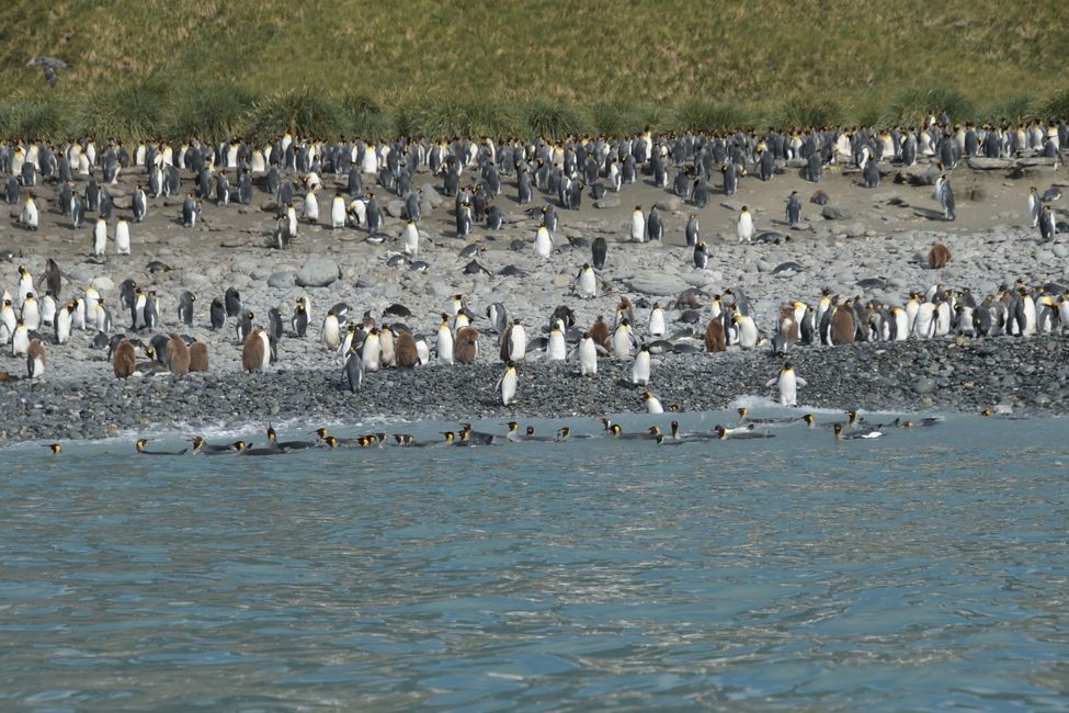 Königspinguine / King penguins