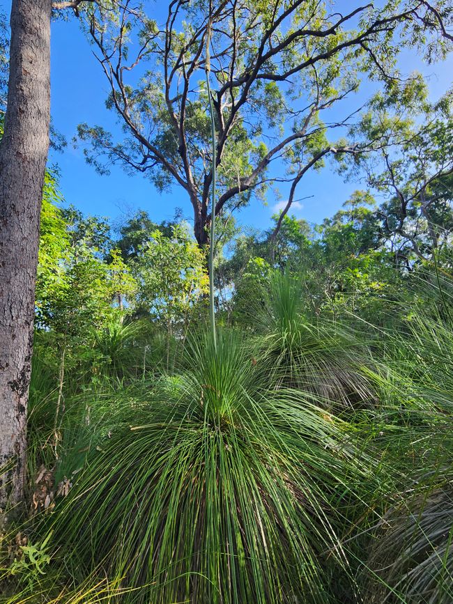 Tag 20, 14. Mai, Cape Hillsborough Nationalpark