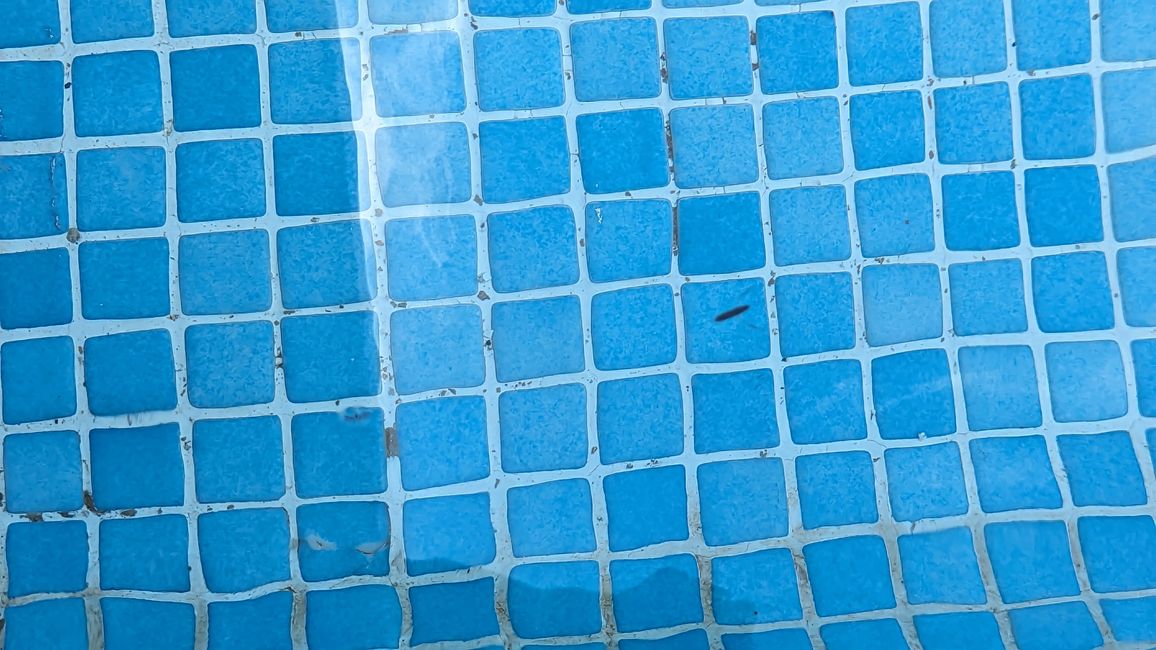 Water critters in the pool