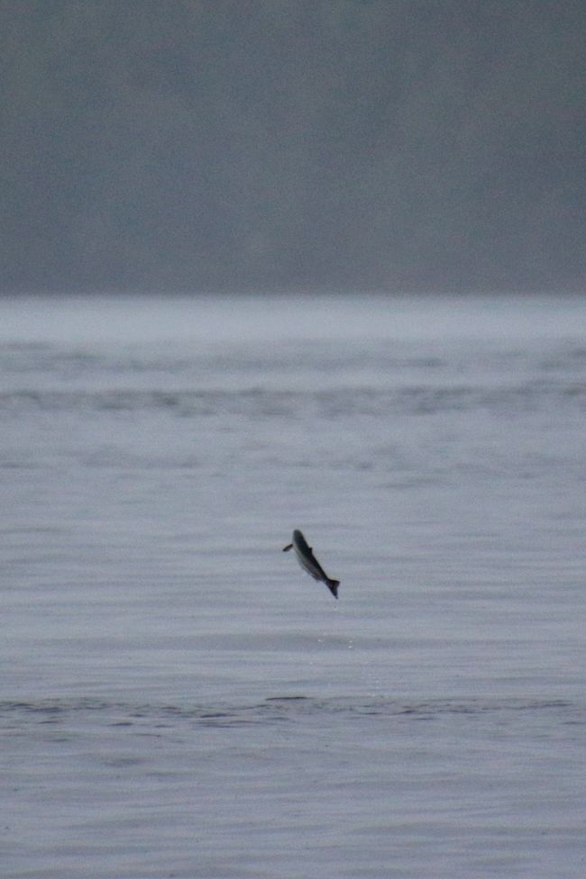 Tour de Observación de Ballenas de Seasmoke