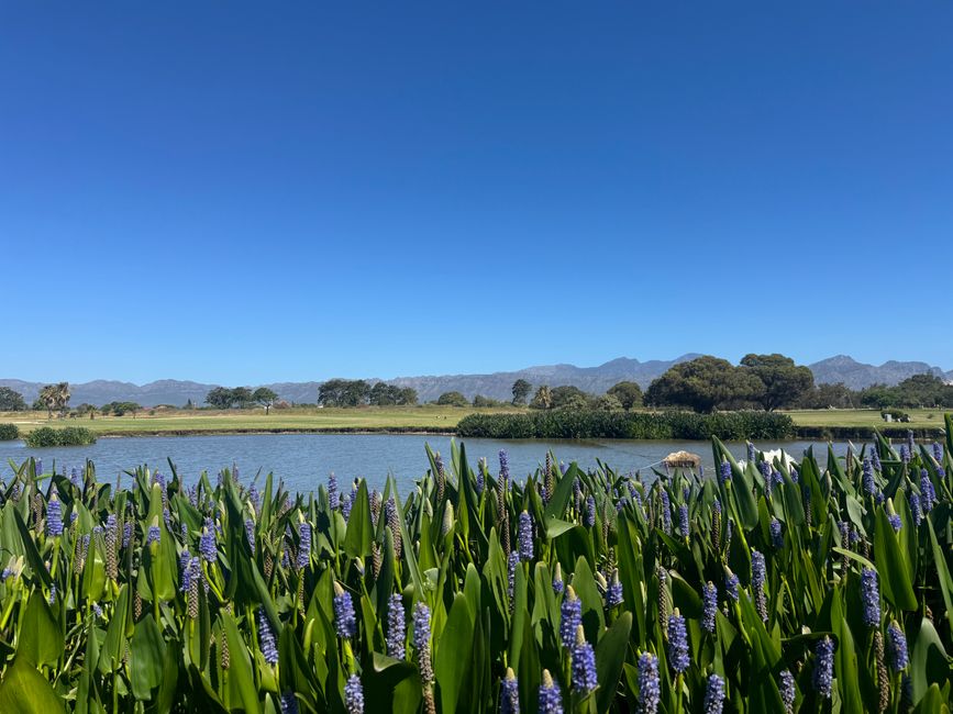 Afrique du Sud - Somerset West