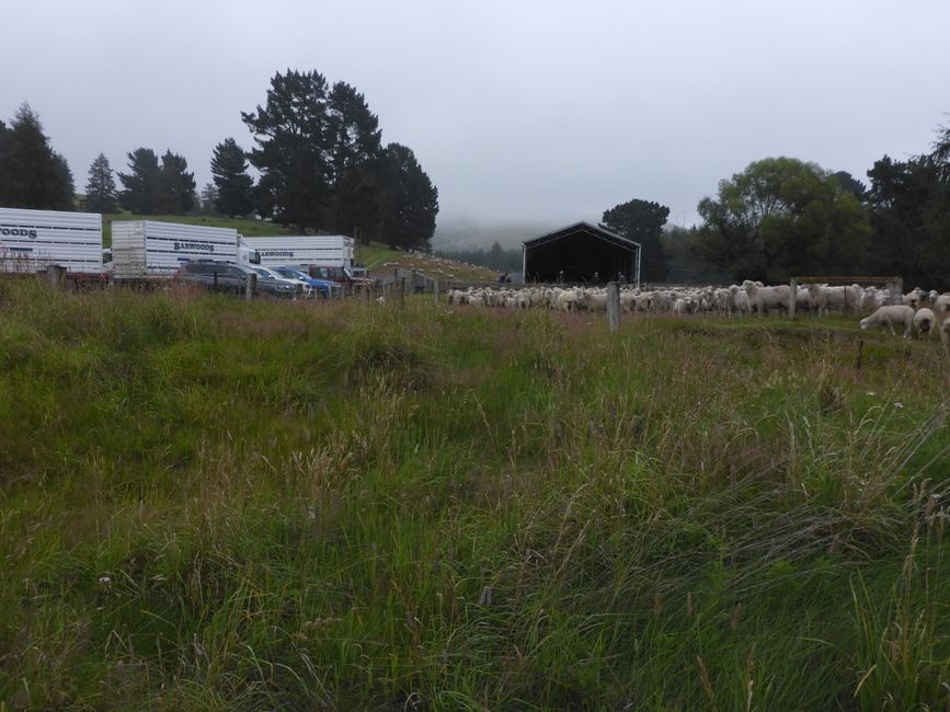 Les moutons sont rassemblés