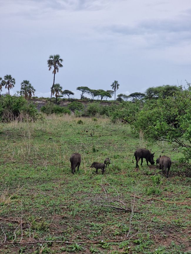 Tansania - Tag 2: Tarangire Nationalpark