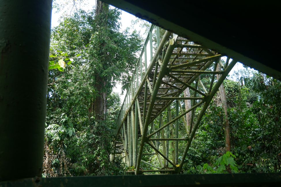Regenwald mal von oben erkunden im Rainforest Discovery Center