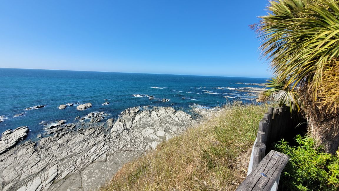 „Animal Watching“ in Kaikoura – Part Two (Seals, No Whales & Dolphins? - but Sheeps!)