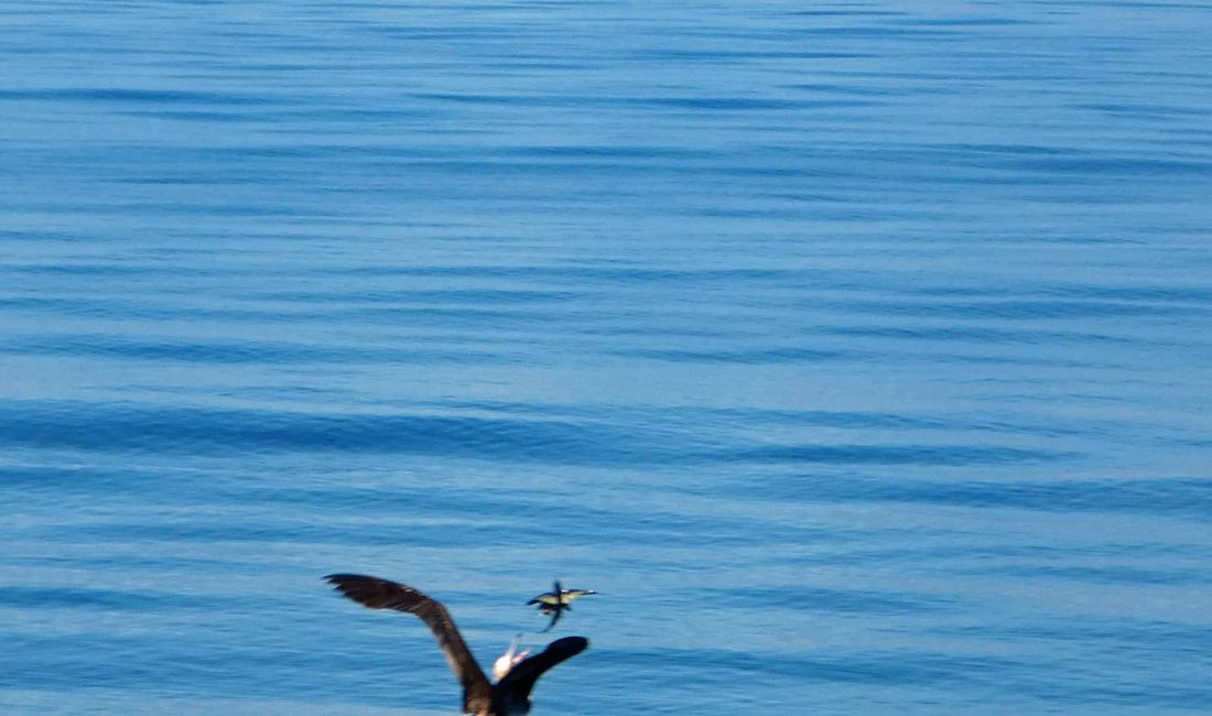 Le poisson volant est attrapé