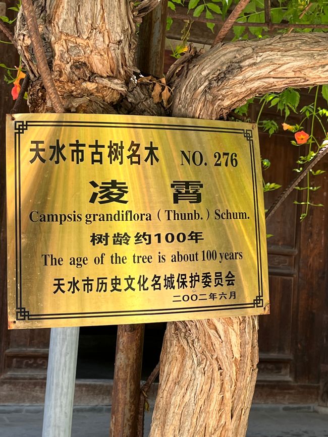 This tree is located in the open-air museum in 