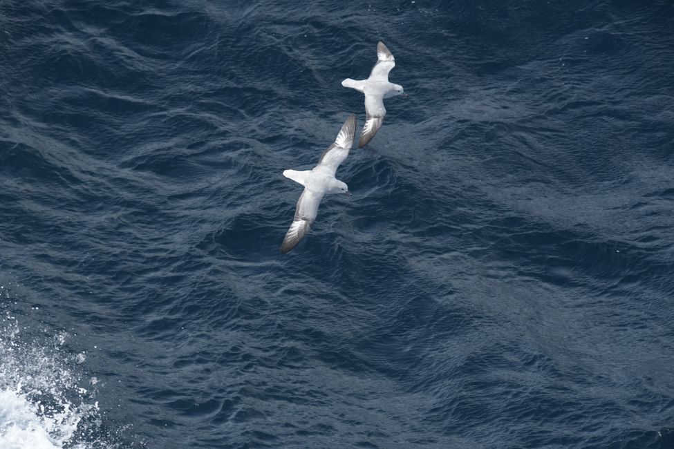 Silbersturmvögel / Silver petrels