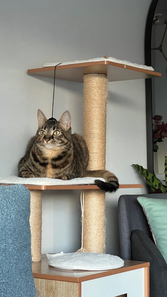Stevie chilling