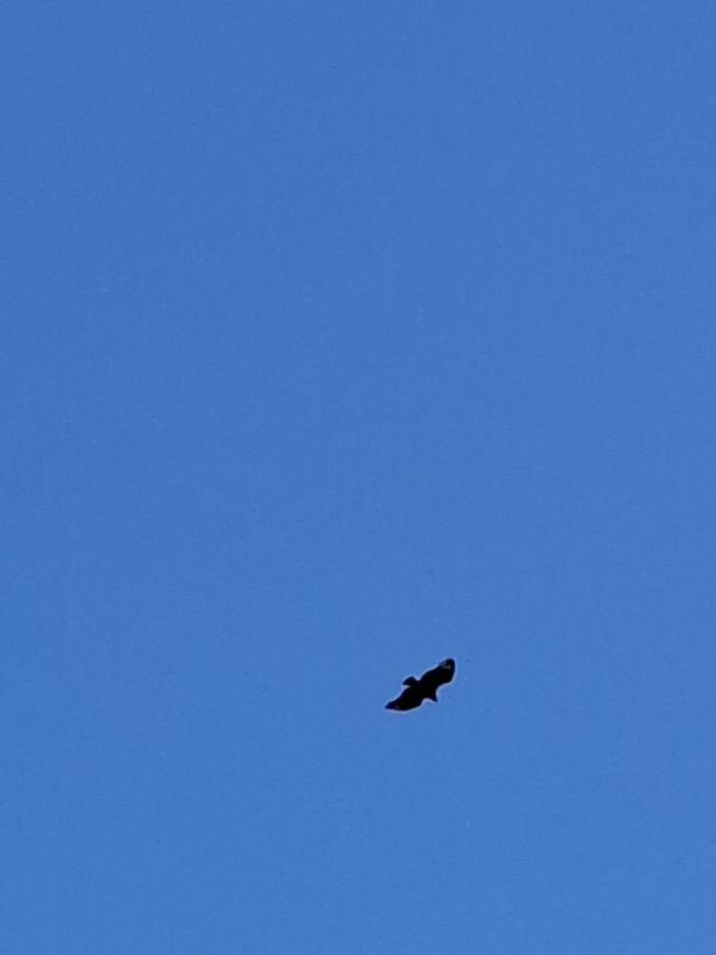 Semaine 2 : La nature te poursuivra