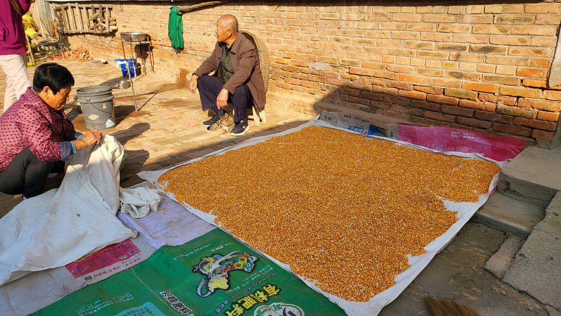 Corn Kernels for Drying