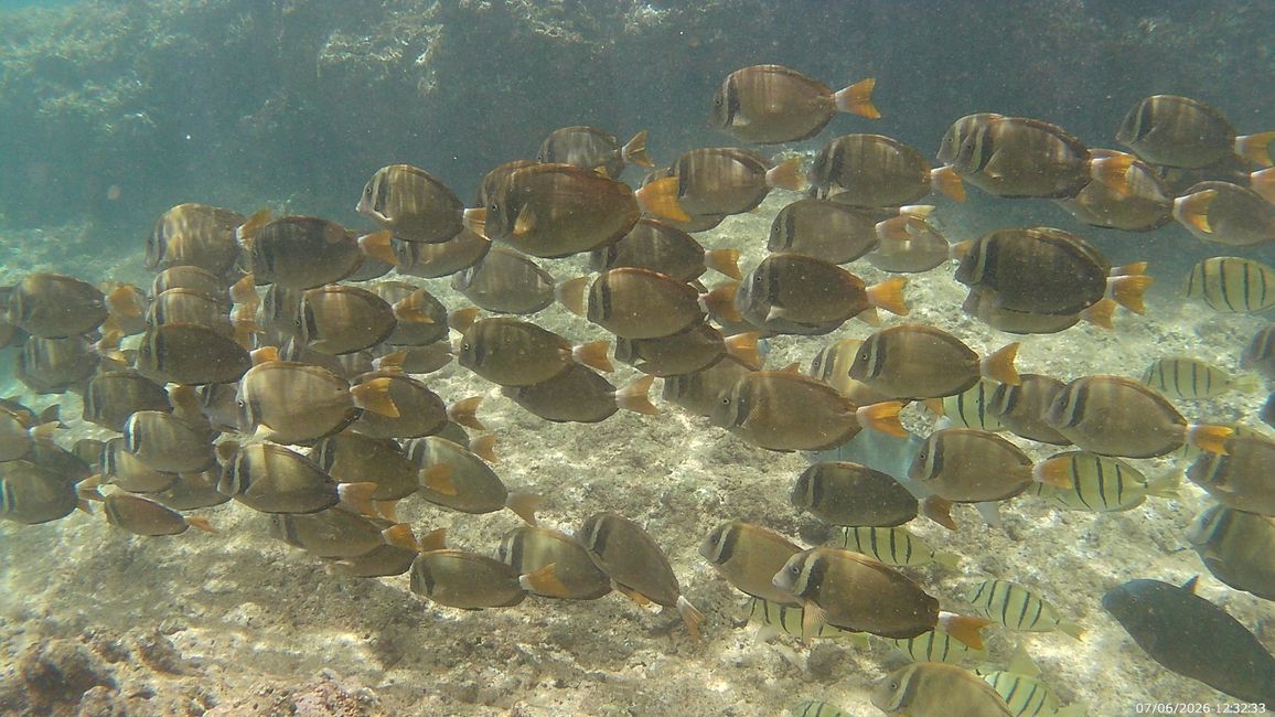 Fischschwarm