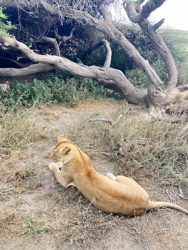 En la Serengeti - Día 1