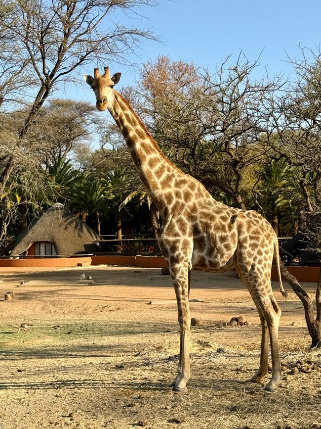 Namibia 2k25 🦓🏜️🐘
