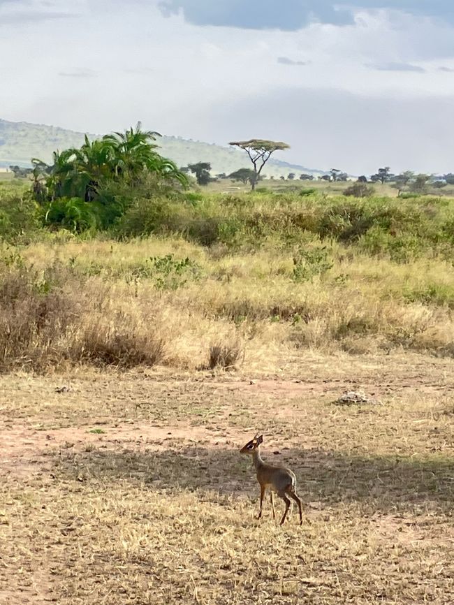 En la Serengeti - Día 2