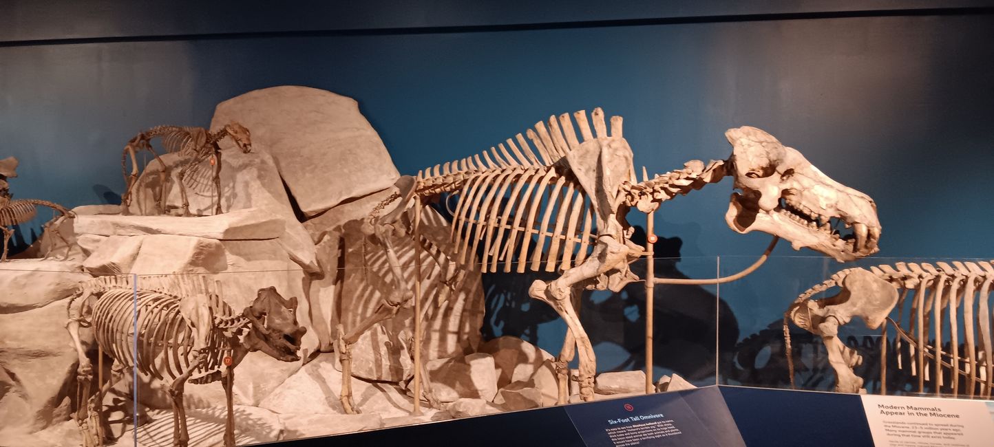 Museum of Natural History I