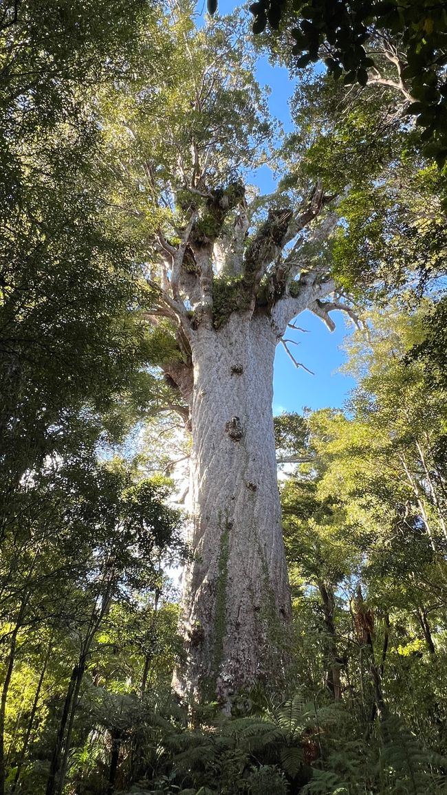 Tane Mahuta