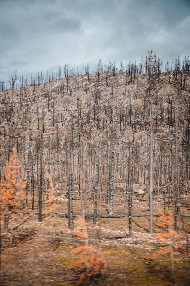 Viaje en coche de Lake Louise a Jasper y el incendio forestal