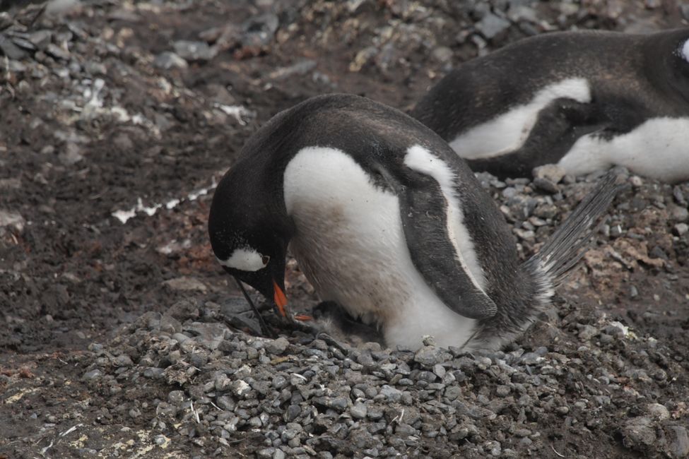 Eselspinguin mit Küken / Gentoo penguin with chick