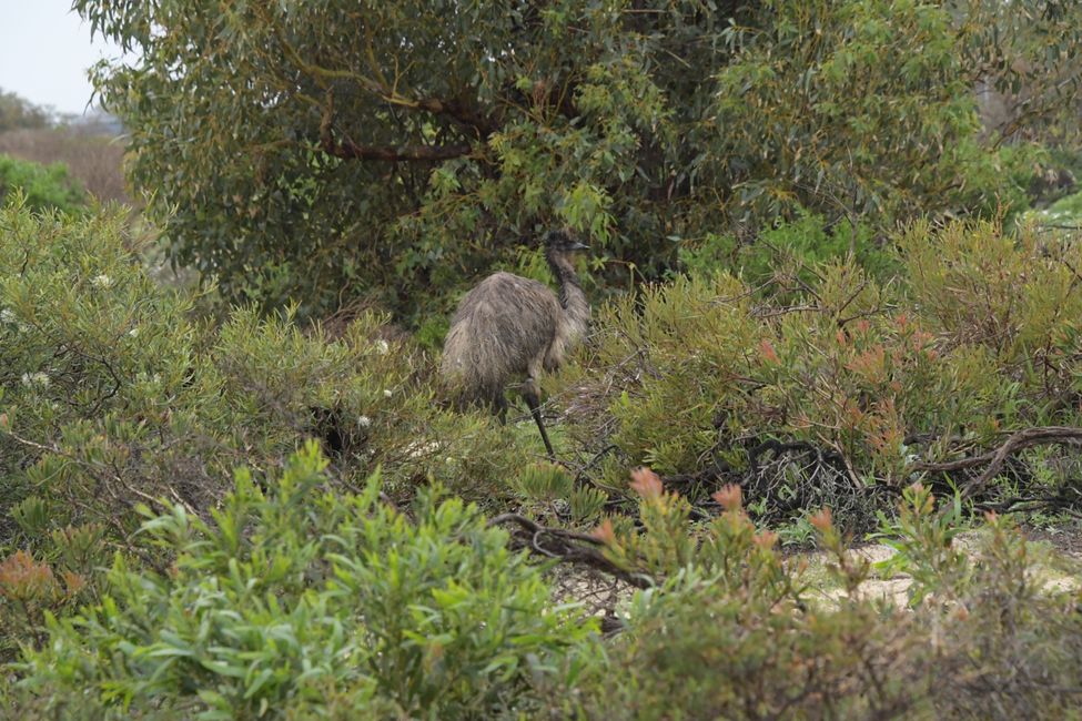 Kalbarri NP - Emu