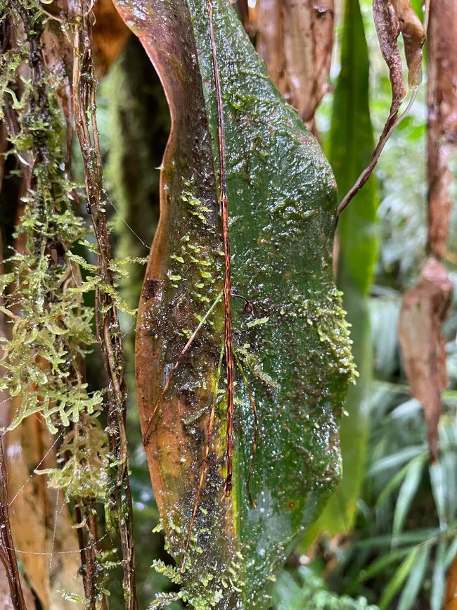 Stabheuschrecke - sehr unscheinbar
