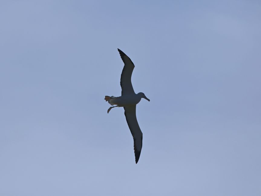 Albatross Paddel