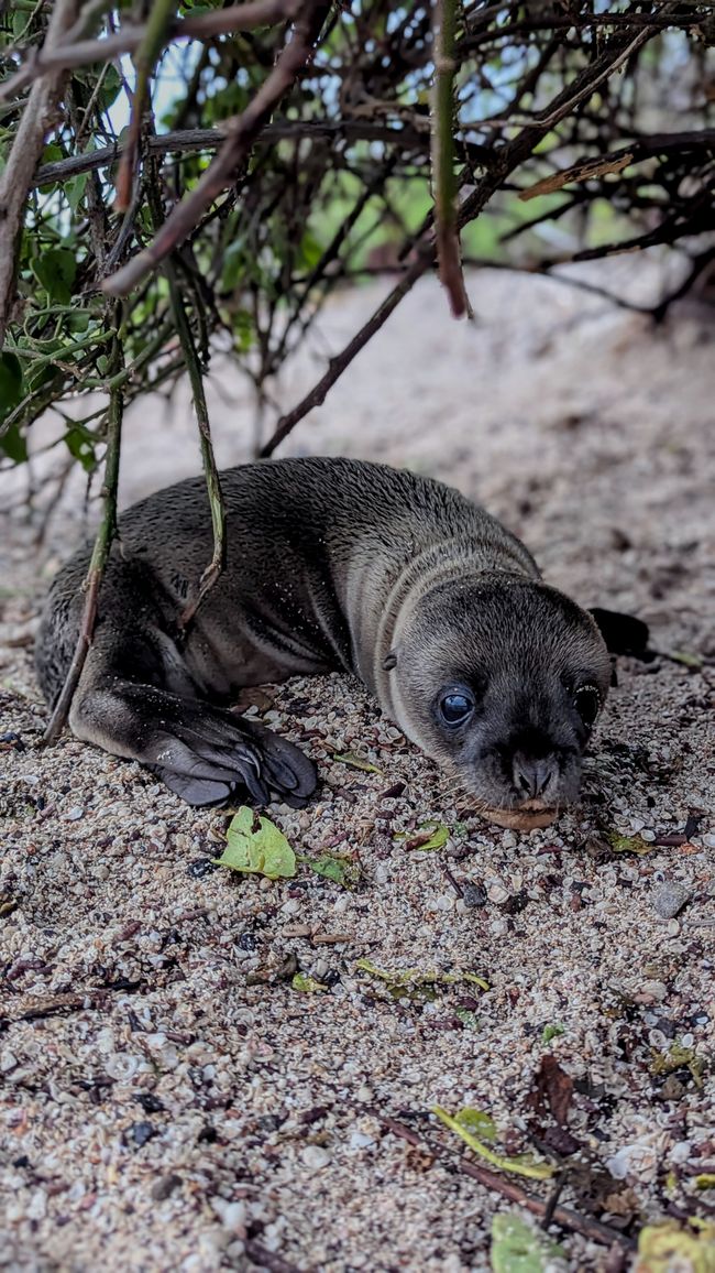 Galapagos Islands