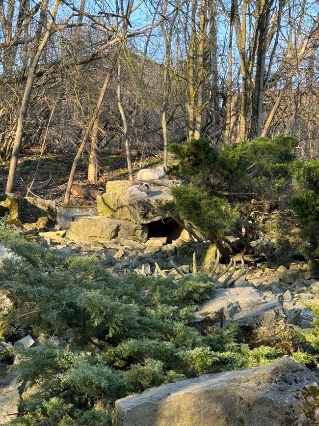 📍Wildpark, Bad Mergentheim/ 📍Wildlife Park, Bad Mergentheim