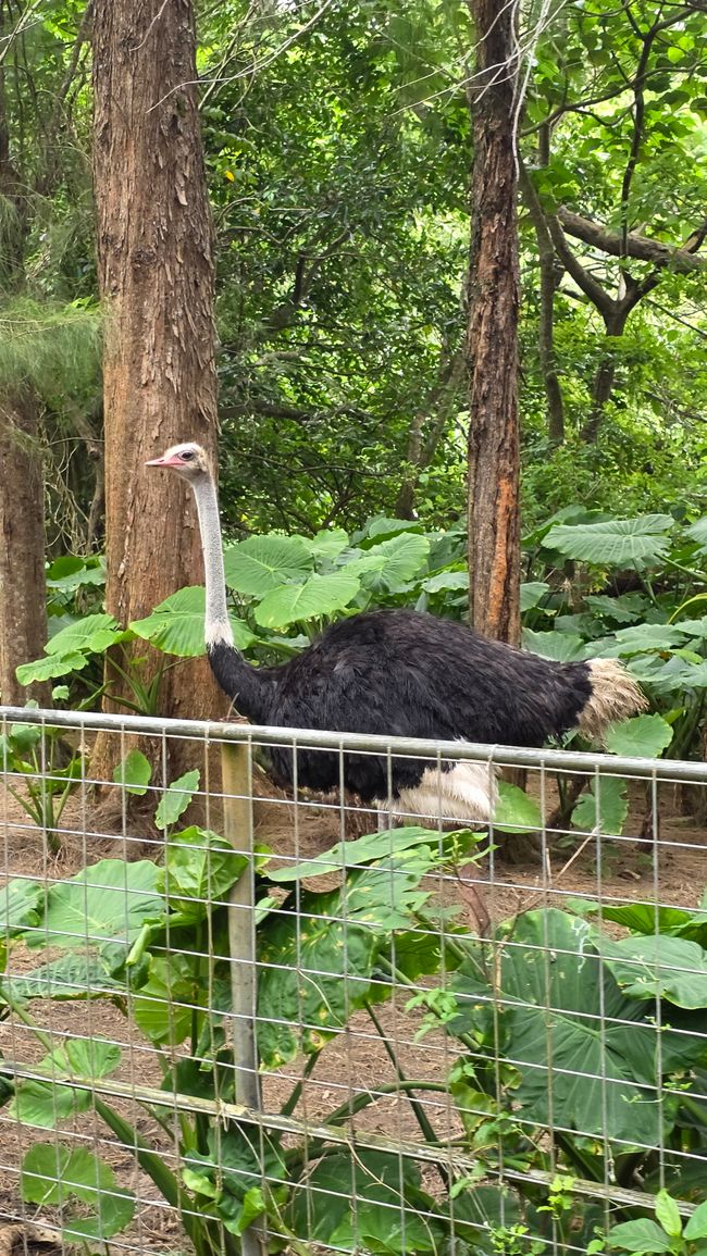 Okinawa Nuchi du takara (Life is the very thing we treasure)
