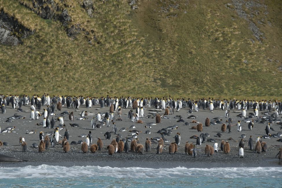 Königspinguine / King penguins