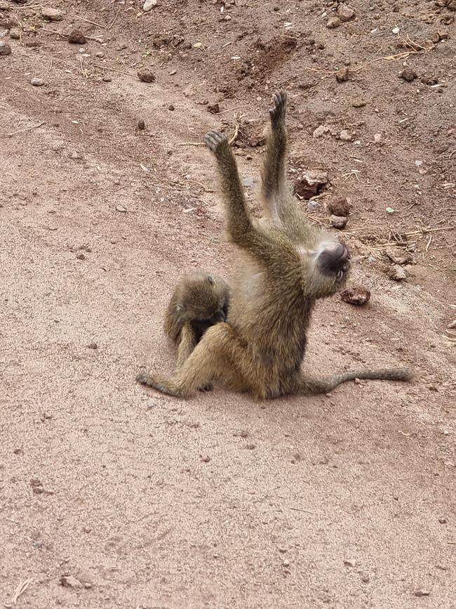 Tansania - Tag 3: Manyara Nationalpark