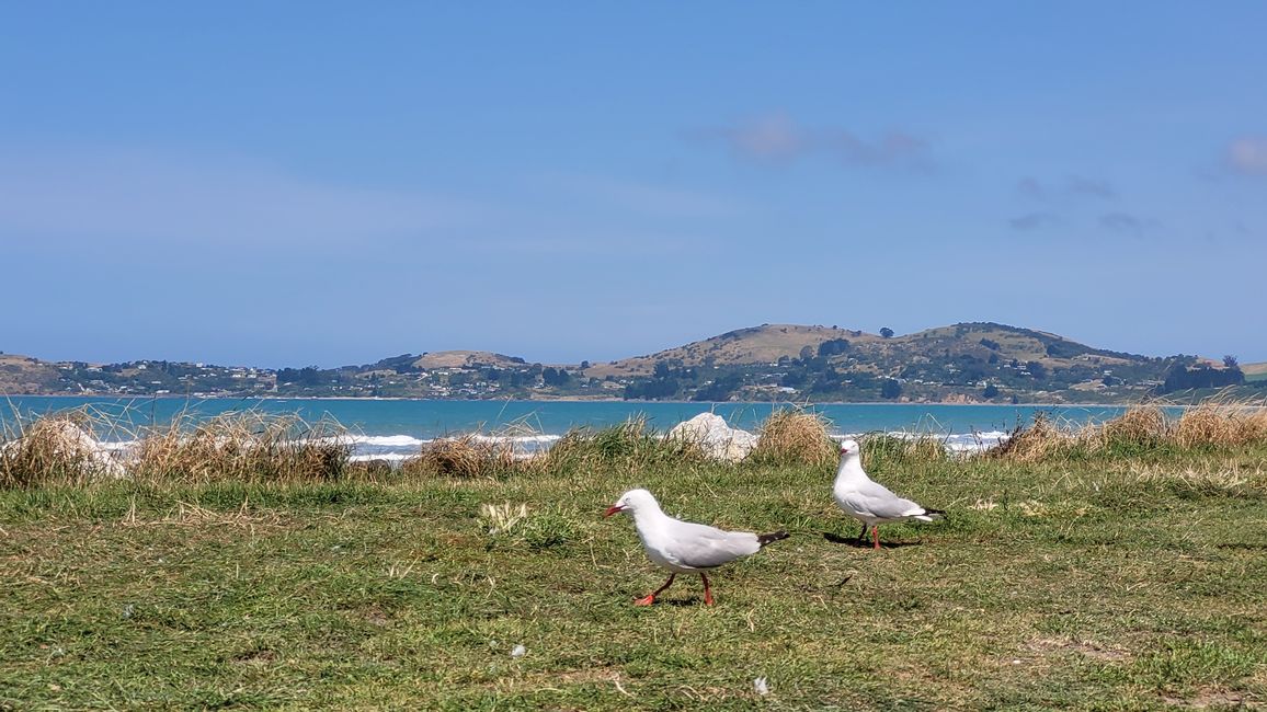 29.Januar-27.Februar 2025 Neuseeland
5.Februar