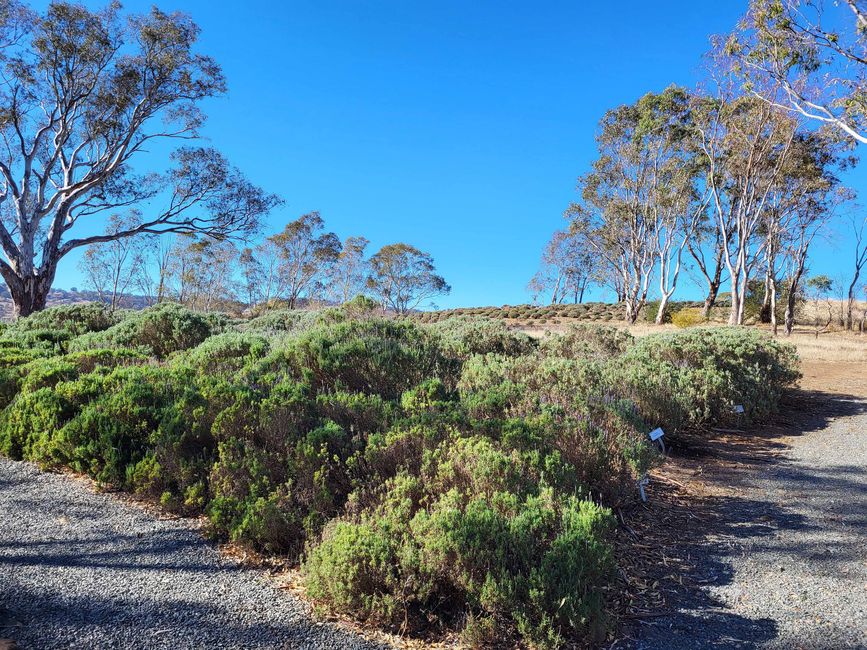 Tanunda, Barossa Valley