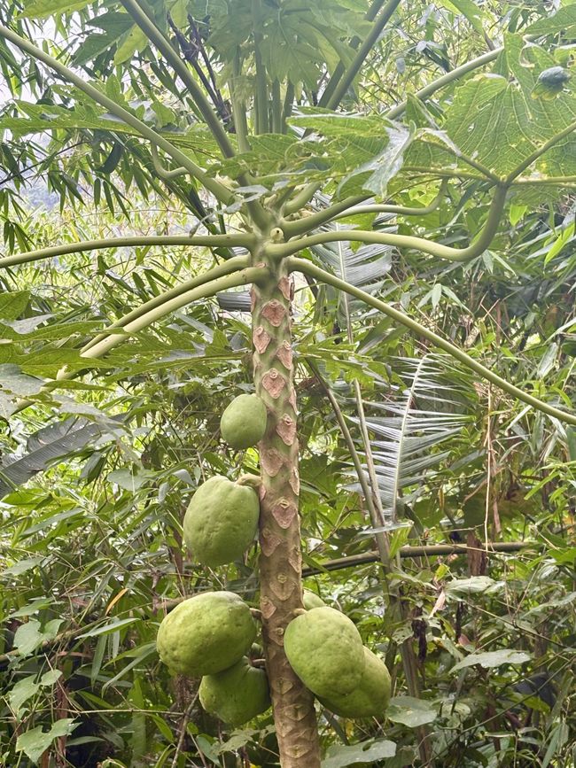 Im Garten unserer ersten Unterkunft wird alles mögliche angebaut, Kokosnüsse, Früchte...