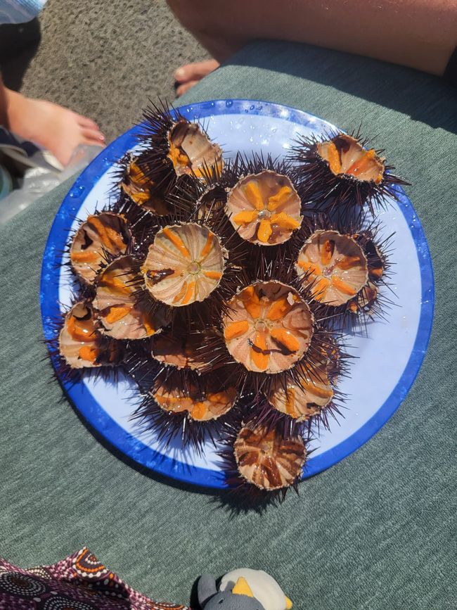 No hay tanto que ver en los erizos de mar