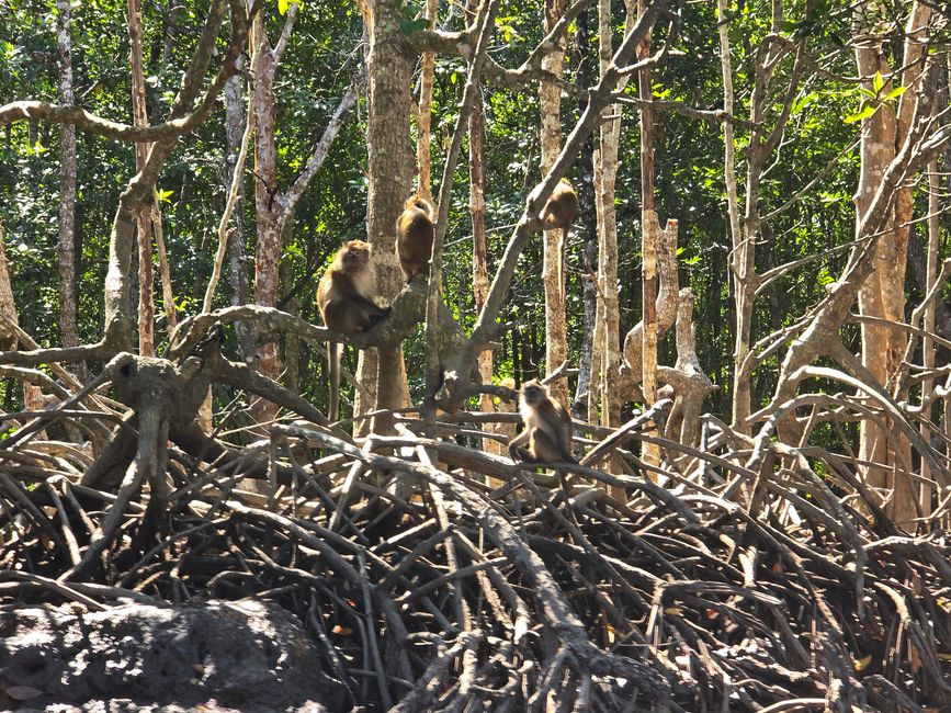 Langkawi - Reif für die Insel!
