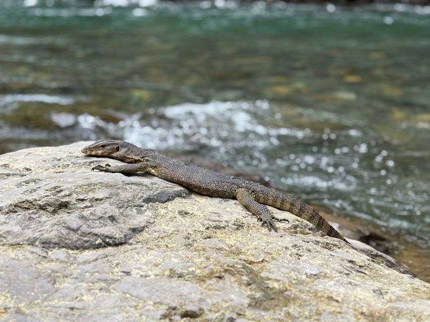 En los orangutanes
