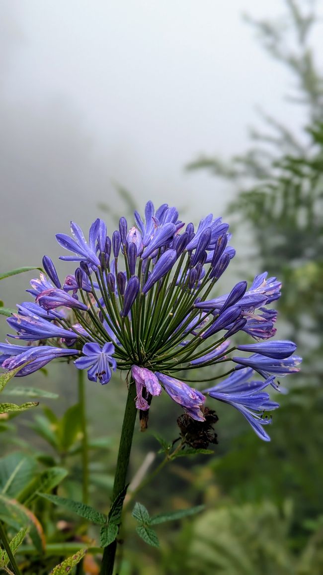 Tag 12: Dem Himmel so nah -  Pico do Areeio