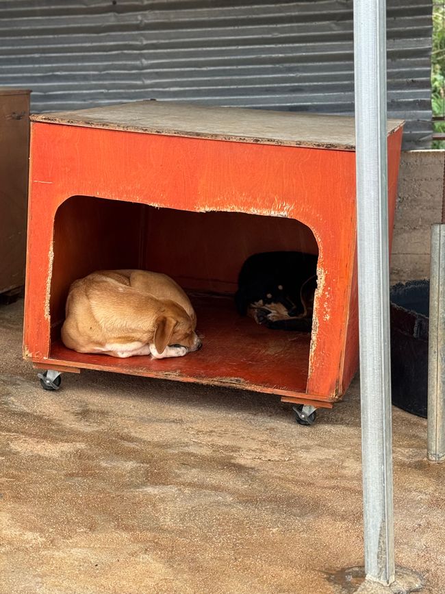 Nero und Axel machen Siesta
