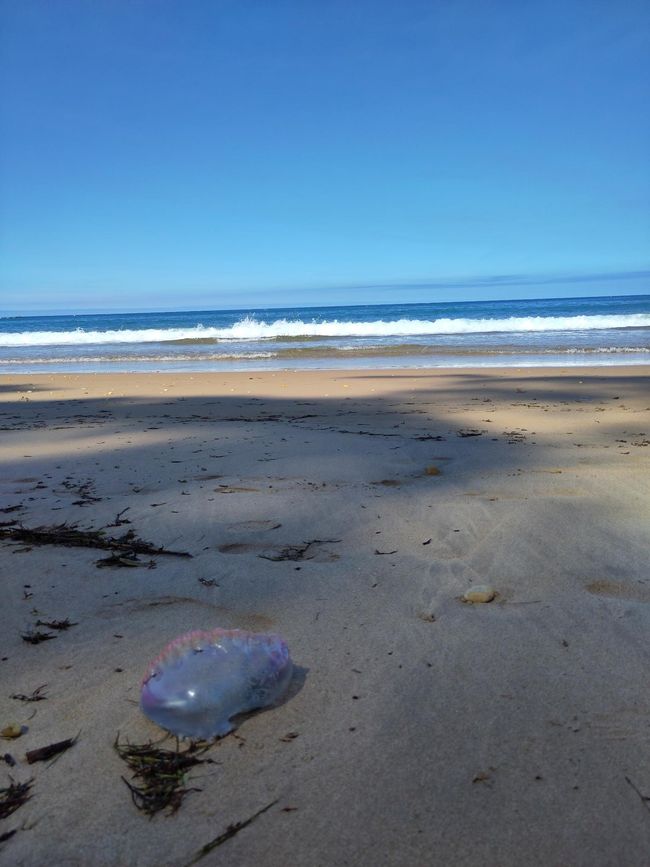 Medusas