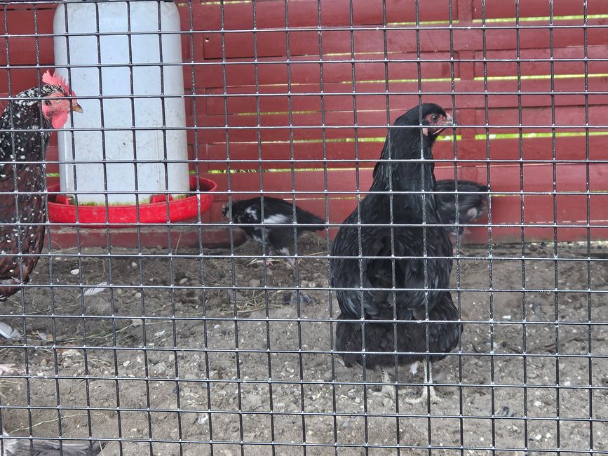 Springeren ● También el pollo estaba a bordo en ese entonces