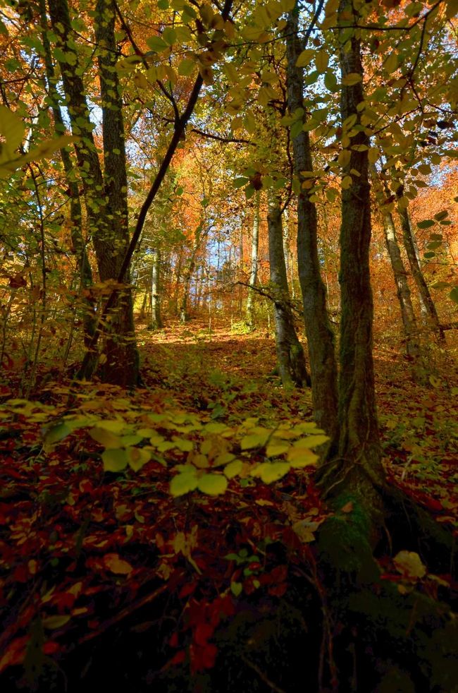 Senderismo de otoño en el Wutachschlucht: rojo, amarillo, naranja... ¡y tú en medio!