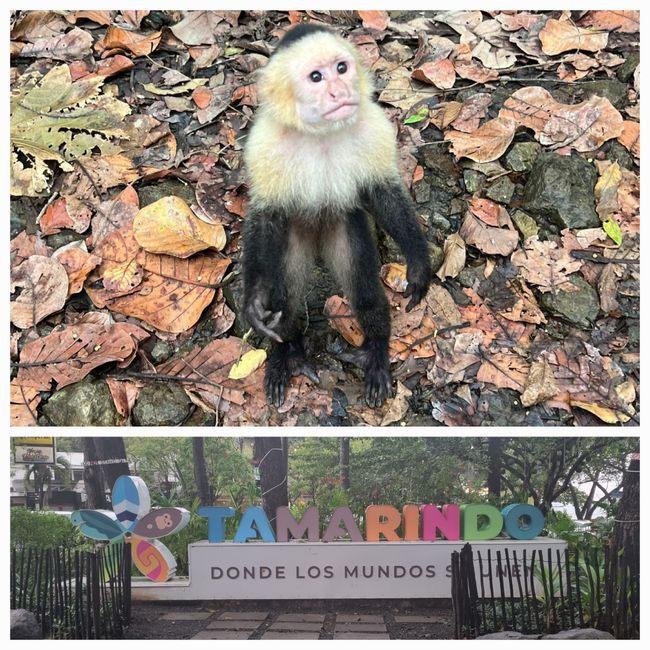 Monkeybar et Playa Tamarindo