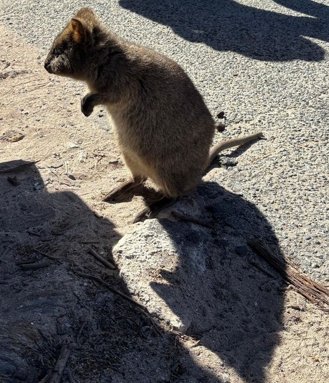 Rottnest Island