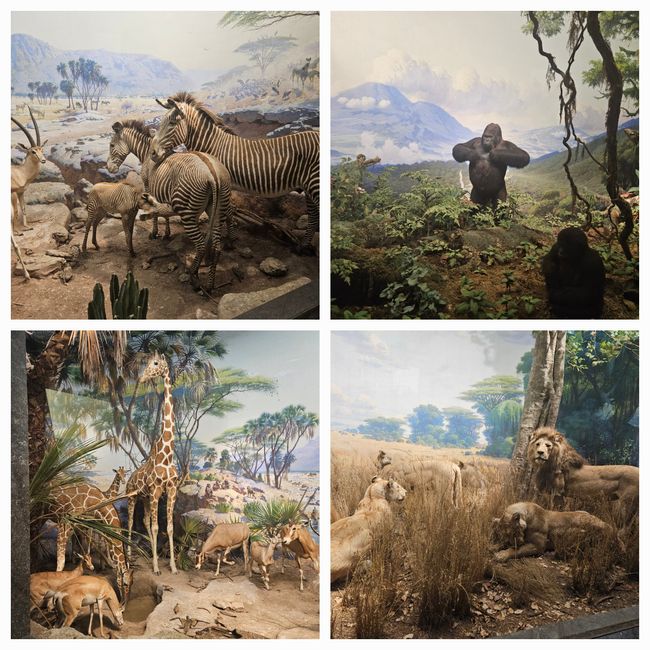 Afrikanische Tiere