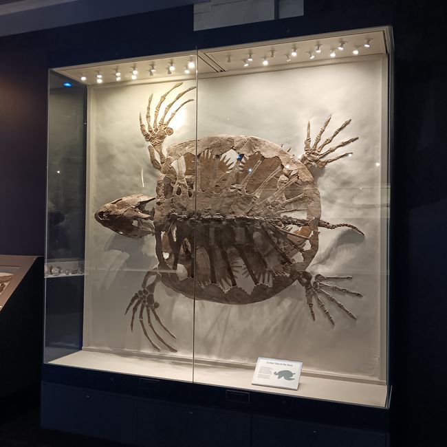 Museum of natural history I