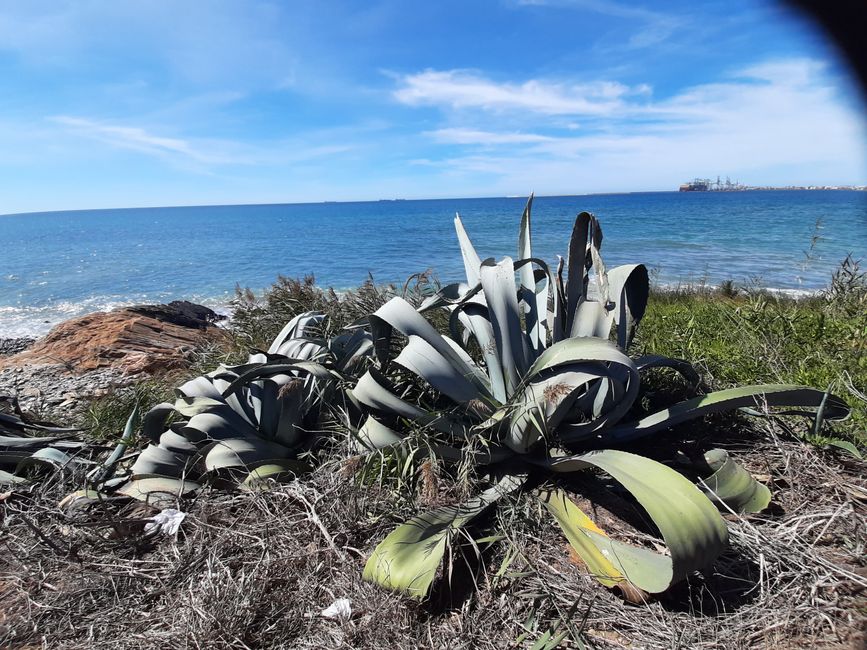 Agave