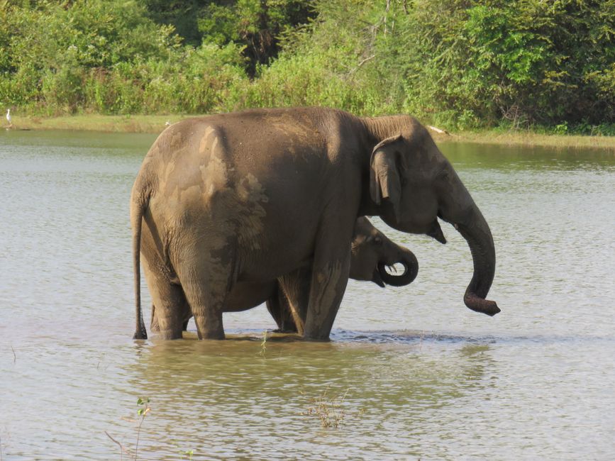 Udawalawa - Safari avec des éléphants