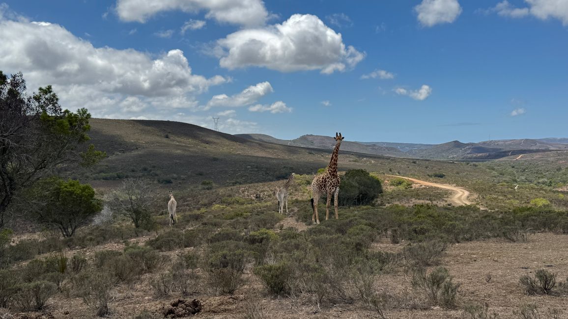 Safari